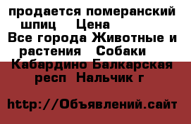 продается померанский шпиц  › Цена ­ 35 000 - Все города Животные и растения » Собаки   . Кабардино-Балкарская респ.,Нальчик г.